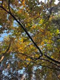 蘇州秋色這樣拍太絕了