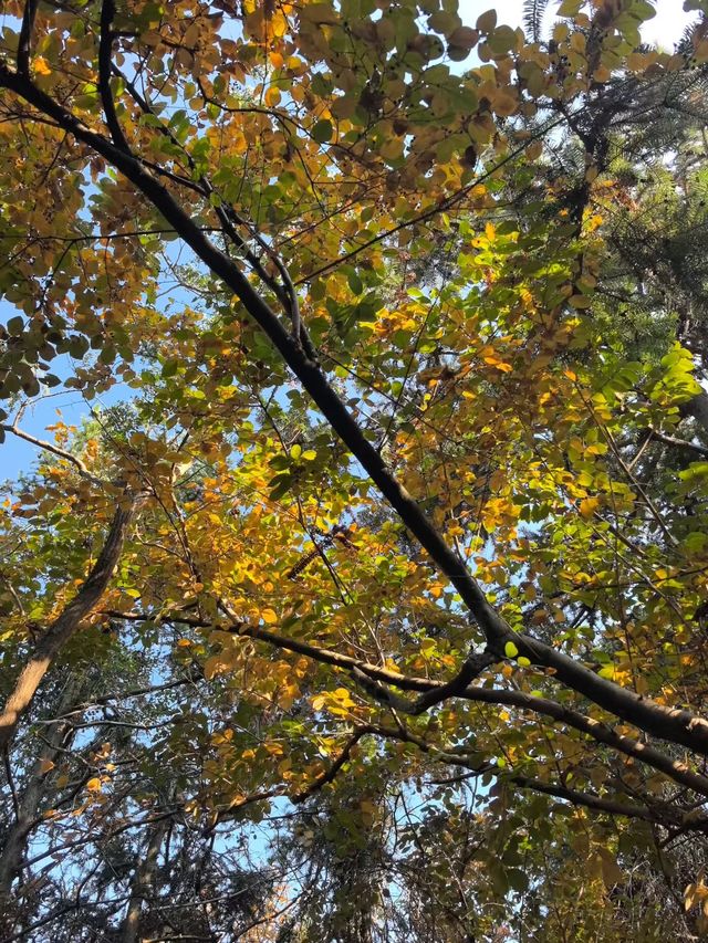 蘇州秋色這樣拍太絕了