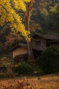 福建最美古銀杏村藏不住!隨手一拍就是大片