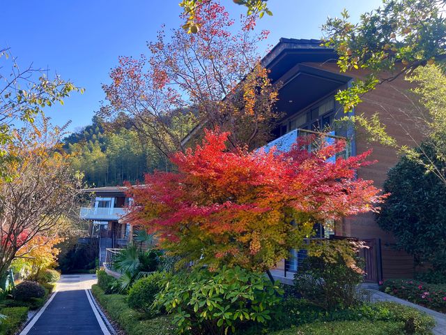 冬日治癒之旅|宜春私人溫泉天花板被我搵到喇! 江西宜春呢間溫泉酒店都真係好正呀,推開窗就見到滿 冬日治癒之旅|宜春私人溫泉天花板被我搵到喇! 江西宜春呢間溫泉酒店都真係好正呀,推開窗就見到滿