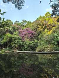 藏在深圳市中心的秘密角落,太美啦!