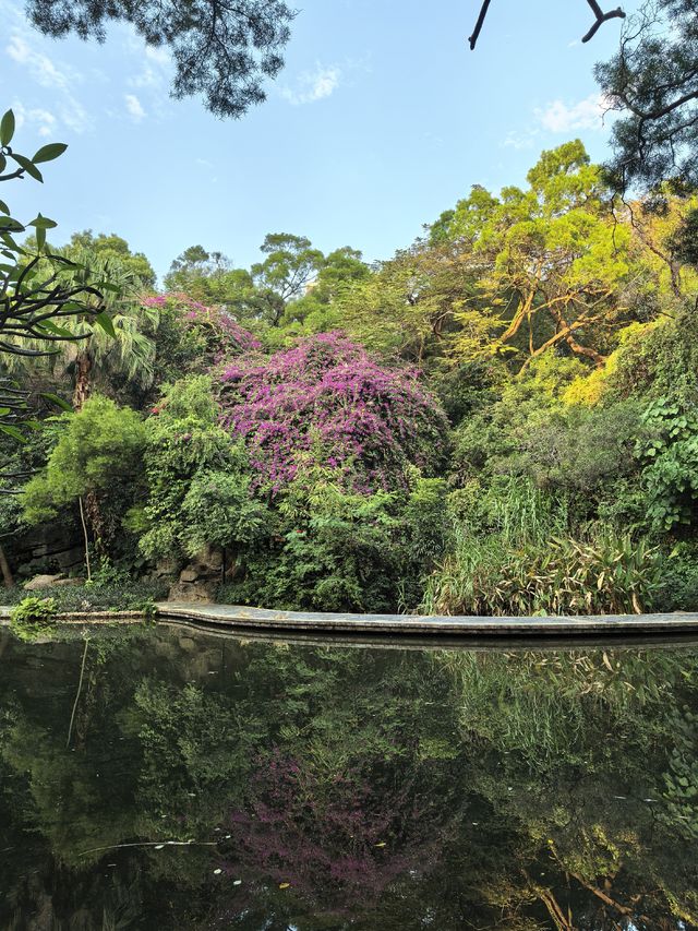 藏在深圳市中心的秘密角落,太美啦! 藏在深圳市中心的秘密角落,太美啦!