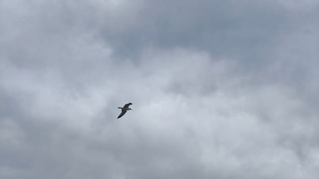 漫步科托爾岸邊