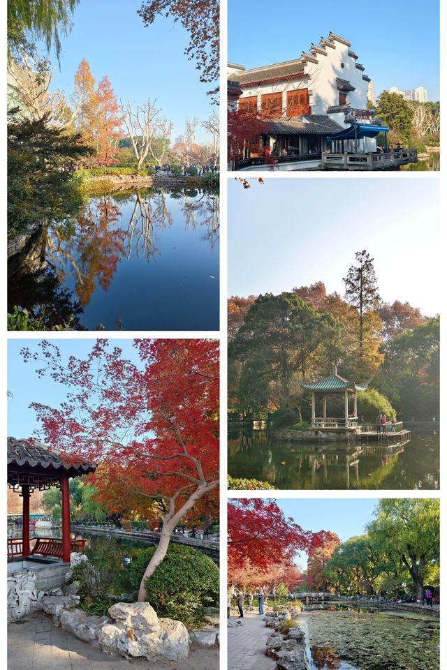 魔都限定秋色!魯迅公園賞楓全攻略錯過再等365天 魔都限定秋色!魯迅公園賞楓全攻略錯過再等365天