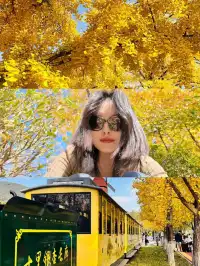 湖州·長興十里銀杏長廊|鋪就一地金黃!