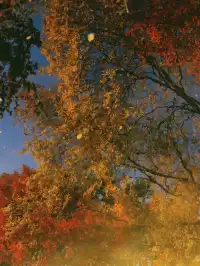 11.28上海賞楓天花板調色盤美哭