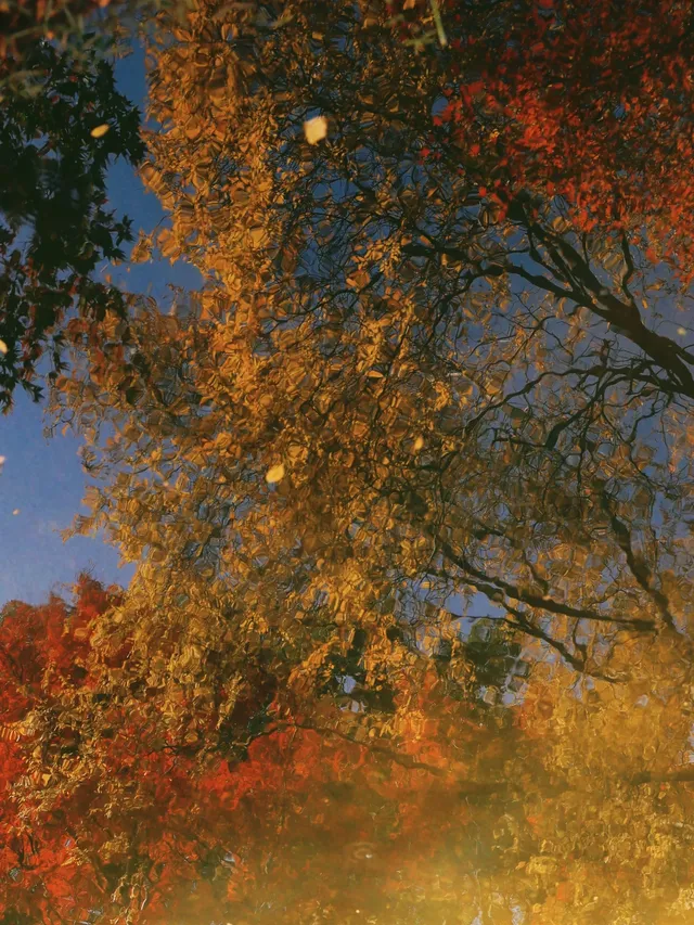 11.28上海賞楓天花板調色盤美哭 11.28上海賞楓天花板調色盤美哭