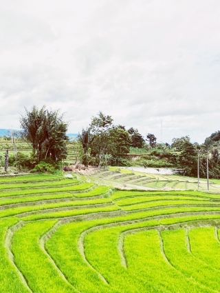 Toba Terraces: Nature's Masterpiece in Sumatra 🌾with the surrounding mountains and lake💙