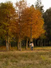 泉州海絲公園|秋天的落羽杉和蘆葦蕩