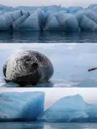 冰島冰河湖遇見海豹|是冬天zui溫柔的驚喜