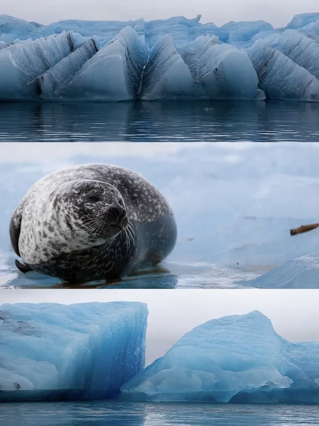 冰島冰河湖遇見海豹|是冬天zui溫柔的驚喜 冰島冰河湖遇見海豹|是冬天zui溫柔的驚喜