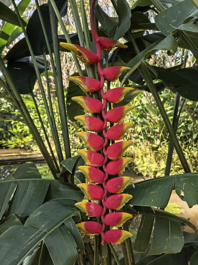 自駕第二十站｜西雙版納