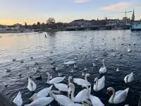 蘇黎世中轉4小時極限打卡路線