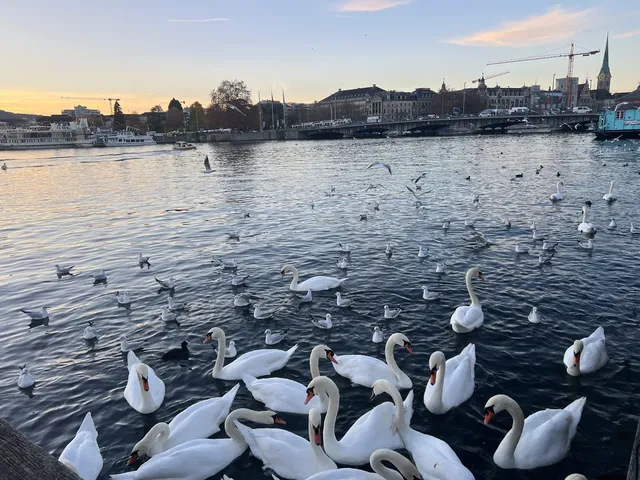 蘇黎世中轉4小時極限打卡路線 蘇黎世中轉4小時極限打卡路線
