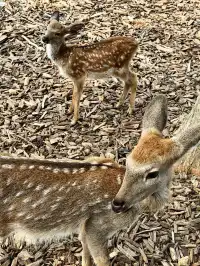 我在南京拍到了莫奈的睡蓮,想看看你拍的