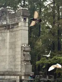 我在南京拍到了莫奈的睡蓮,想看看你拍的