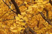 黃金城道及周邊最全銀杏拍攝citywalk路線