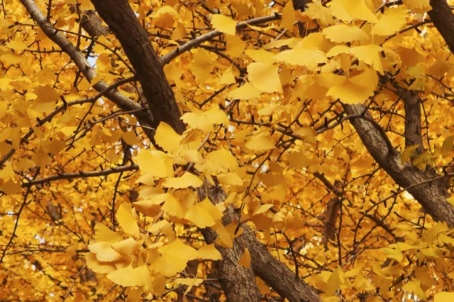 黃金城道及周邊最全銀杏拍攝citywalk路線 黃金城道及周邊最全銀杏拍攝citywalk路線