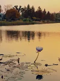 上海植物園紅葉撿秋墜美機位