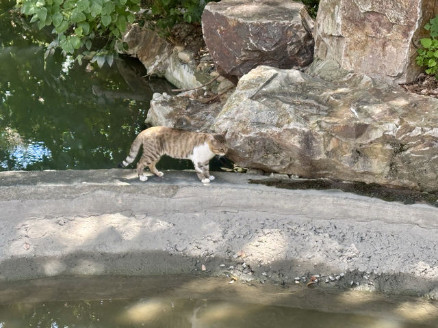 無懼秋老虎,打卡「千樹」之城,歷史的變遷,不定期更新 無懼秋老虎,打卡「千樹」之城,歷史的變遷,不定期更新