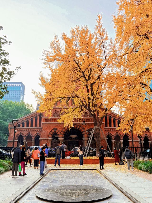 深秋限定！上海聖三一教堂銀杏與穹頂的絕美邂逅