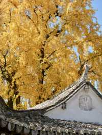 不是騰衝!在溫州!浙南12月濃烈的生命力~