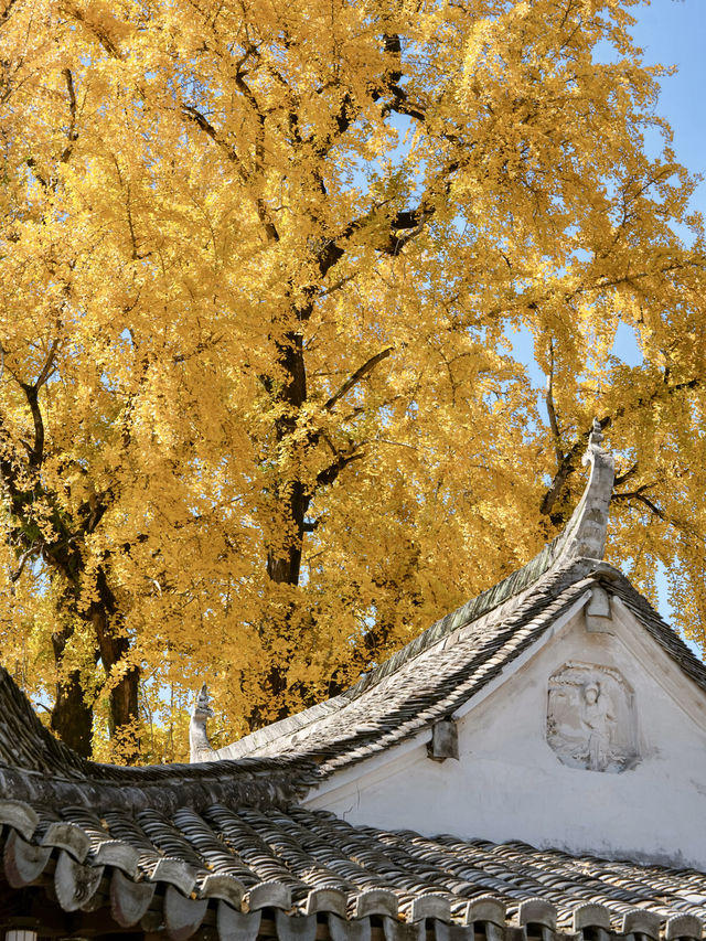 不是騰衝!在溫州!浙南12月濃烈的生命力~ 不是騰衝!在溫州!浙南12月濃烈的生命力~