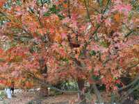 初冬暖陽下的多彩上海共青森林公園