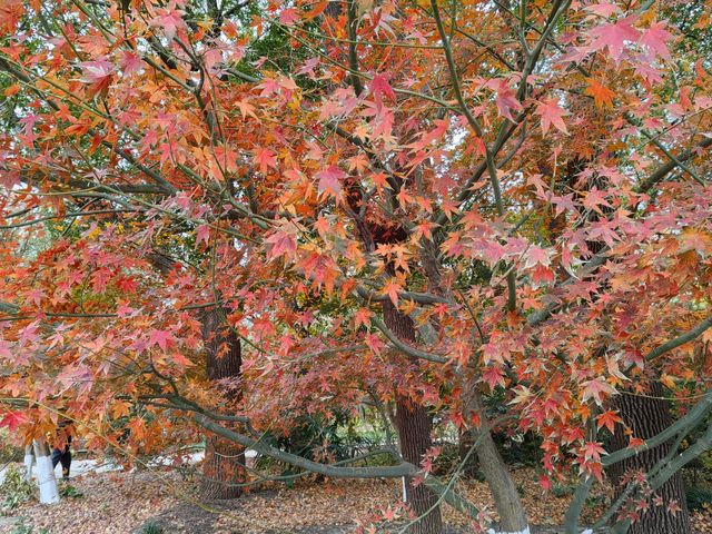 初冬暖陽下的多彩上海共青森林公園 初冬暖陽下的多彩上海共青森林公園