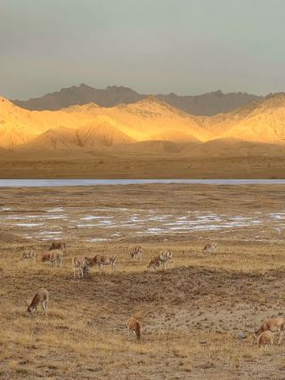 青甘環線 8日間\可可シリ完全版旅行ガイド