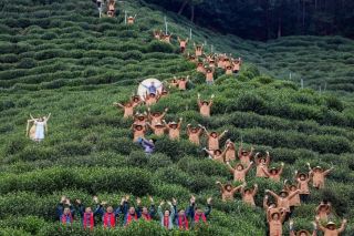 군산도 개다 축제 3월 27일 개막, 봄날 다연회 한정 초대