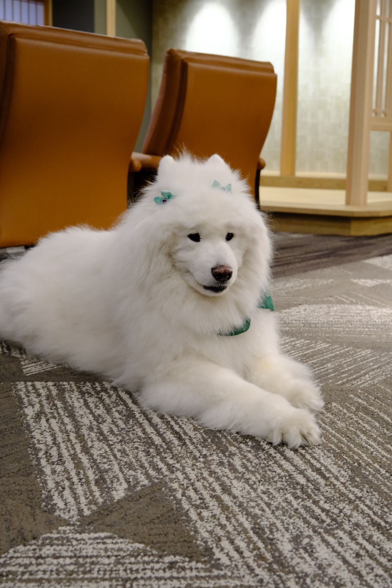 For this “Angel-kun” Samoyed, I made a special trip to Kokonoe Yuyutei