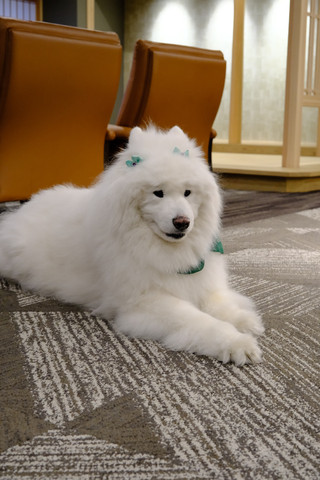 For this “Angel-kun” Samoyed, I made a special trip to Kokonoe Yuyutei