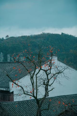 Diao Hong persimmons hanging on branches