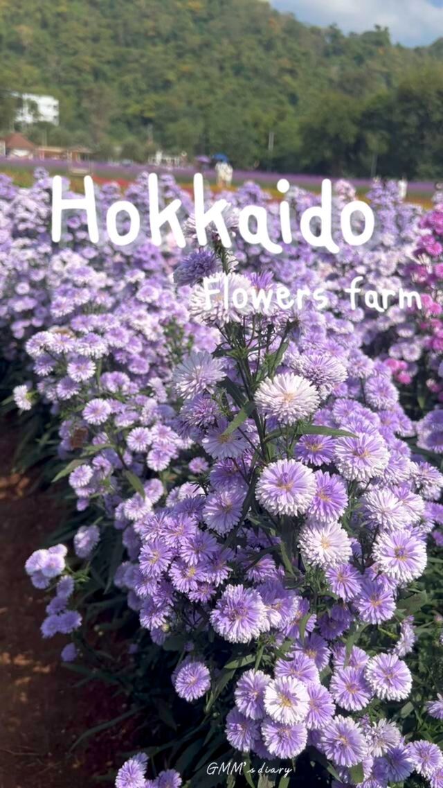 ชมทุ่งดอกไม้ที่ Hokkaido Flowers farm