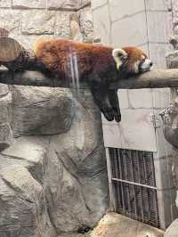 【建在市中心的古老動物園三大之一】