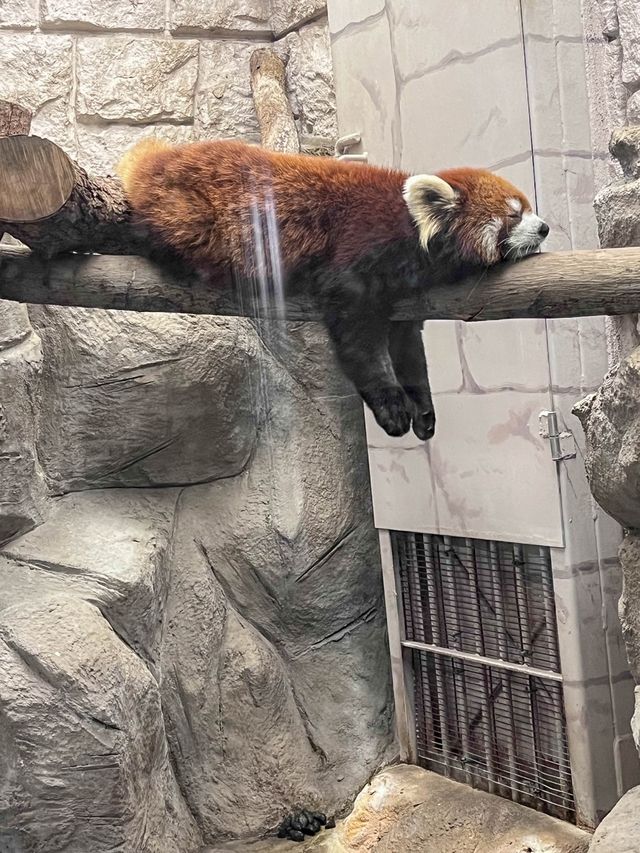 【建在市中心的古老動物園三大之一】