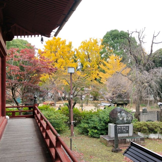 ใบไม้เปลี่ยนสีที่โตเกียว...วัด Kiyomizu Kannon