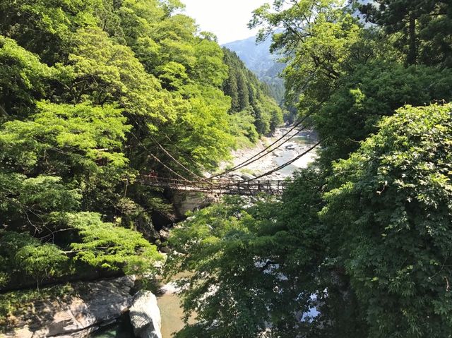 四國景點！日本三大秘景之一，大步危，大步踏過祖谷藤蔓橋🌉