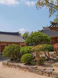 활기찼던 경주의 교촌마을