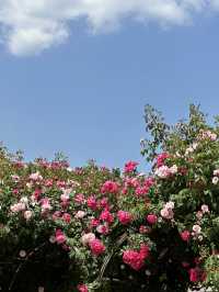 ❤️화려한 장미들의 집합소🌹중랑 장미공원❤️