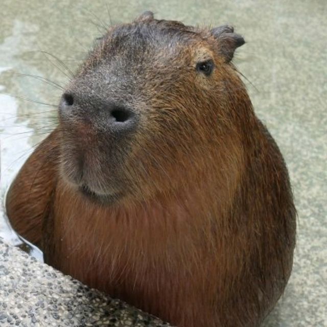 台北🐗超可愛水豚主題咖啡館