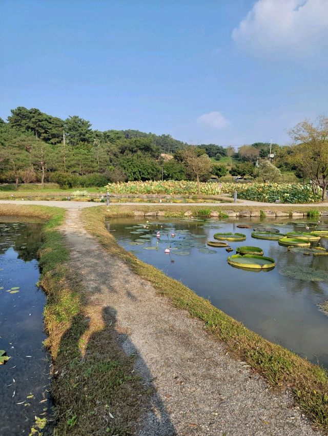 부여의 대표적 관광지 연꽃천국 궁남지🪷