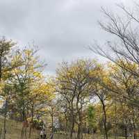 東莞松山湖踏青去