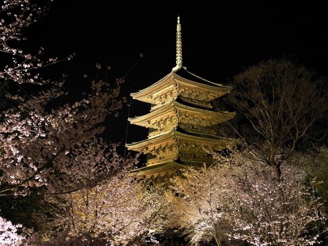 【京都市】五重塔と桜の饗宴🌸
