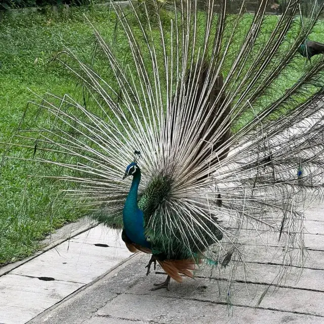 KL bird Park2 