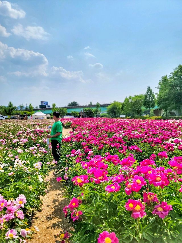 지금 만개한 작약꽃 즐기기! 합천 핫들생태공원🌺