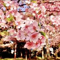 萬葉公園