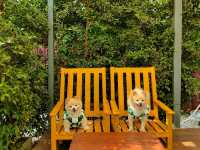 ที่พักอัมพวา น้องหมาพักได้ ตอนเช้ามีใส่บาตรริมน้ำ