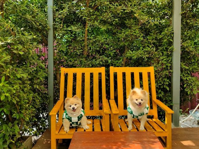 ที่พักอัมพวา น้องหมาพักได้ ตอนเช้ามีใส่บาตรริมน้ำ